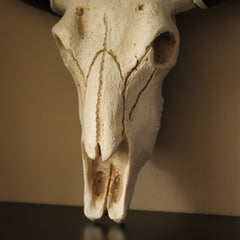 Calavera de vaca en resina